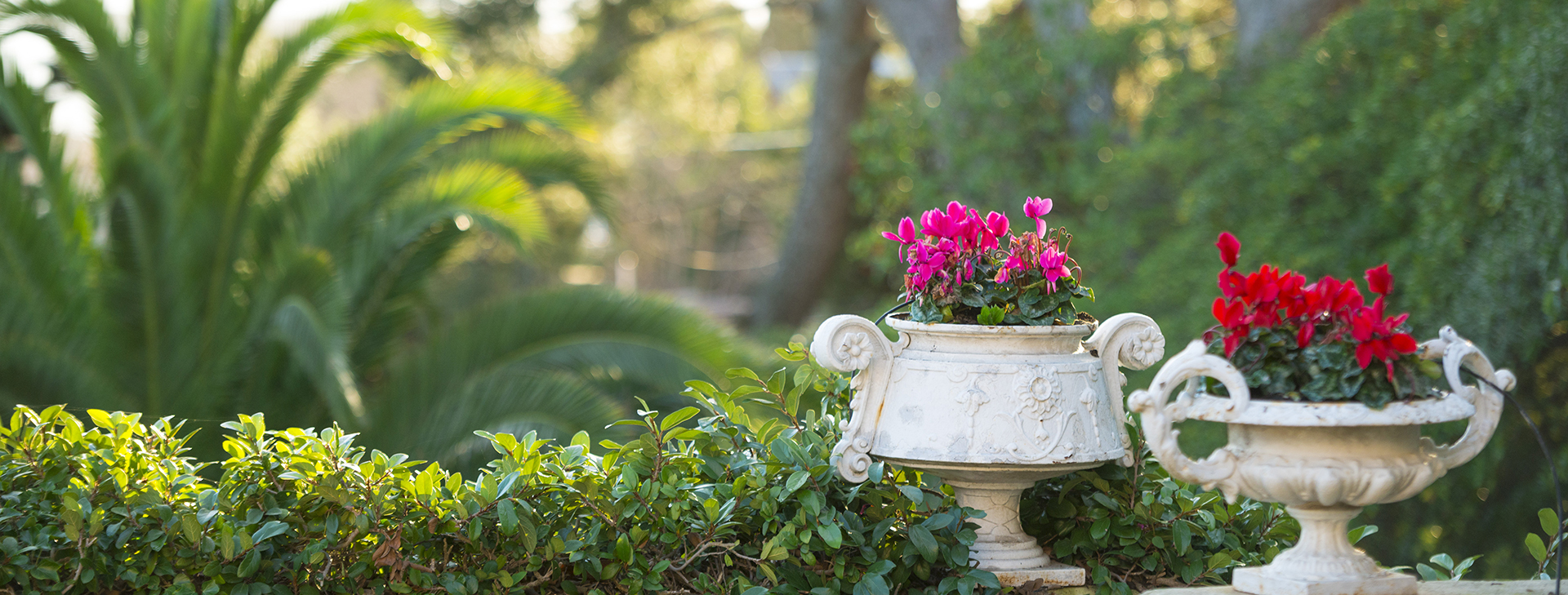 Vue des plantes composant le jardin avec vue sur la mer du Logis du Mas